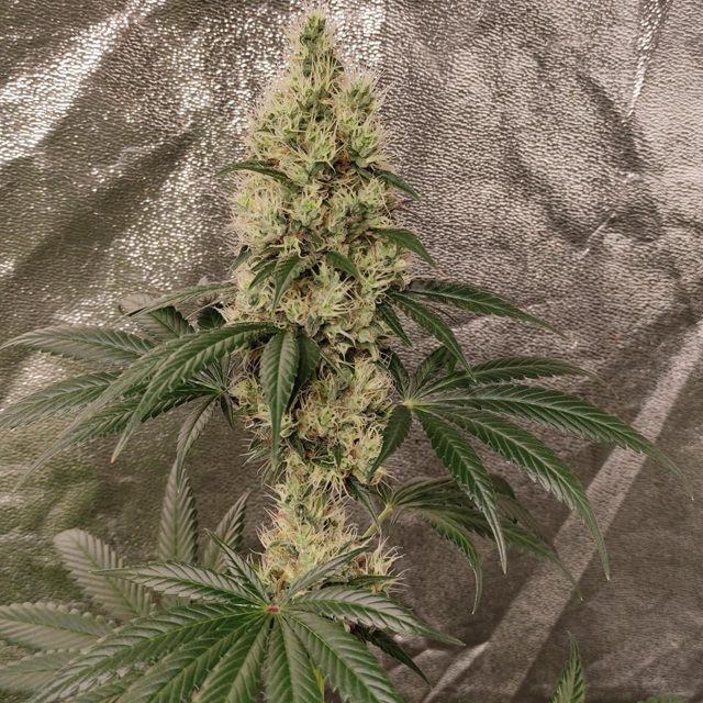 Original Sensible Seeds Garlic Cookies Image 5